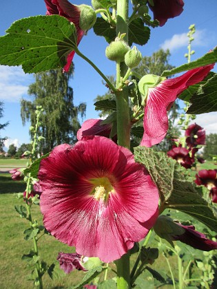 Stockros  
  
2015-07-28 Stockros_0039  
Granudden  
Färjestaden  
Öland