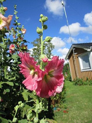 Stockros  
  
2015-07-28 Stockros_0040  
Granudden  
Färjestaden  
Öland