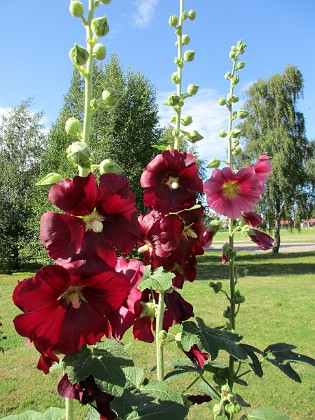 Stockros  
  
2015-07-28 Stockros_0045  
Granudden  
Färjestaden  
Öland