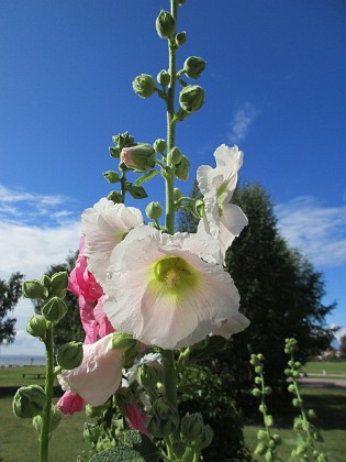 Stockros  
  
2015-07-28 Stockros_0046  
Granudden  
Färjestaden  
Öland