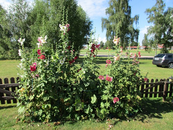 Stockros  
  
2015-07-28 Stockros_0047  
Granudden  
Färjestaden  
Öland