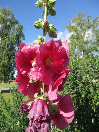 Stockros  
  
2015-07-28 Stockros_0094  
Granudden  
Färjestaden  
Öland