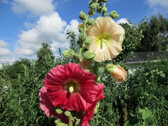 Stockros  
  
2015-07-28 Stockros_0096  
Granudden  
Färjestaden  
Öland