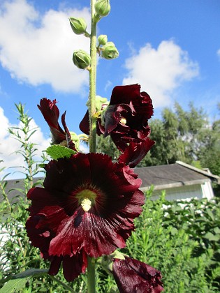 Stockros {  } 