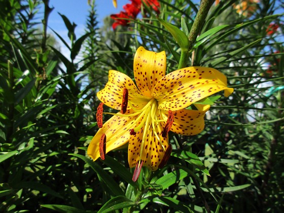 Tigerlilja { Citronella } 