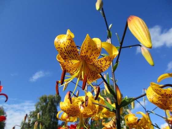 Tigerlilja  
Citronella  
2015-07-28 Tigerlilja_0054  
Granudden  
Färjestaden  
Öland