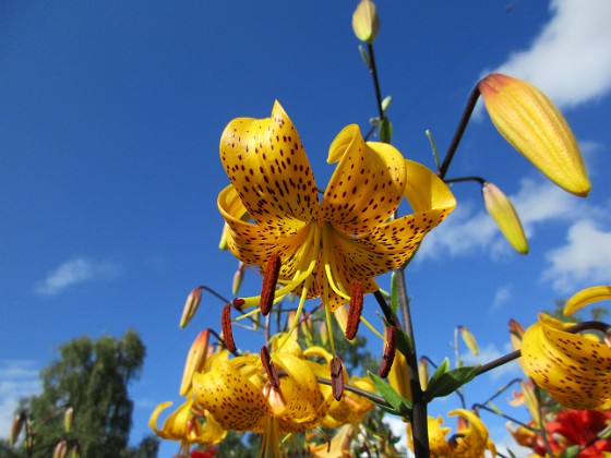 Tigerlilja  
Citronella  
2015-07-28 Tigerlilja_0056  
Granudden  
Färjestaden  
Öland