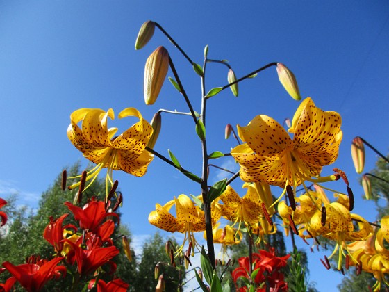 Tigerlilja  
Citronella  
2015-07-28 Tigerlilja_0057  
Granudden  
Färjestaden  
Öland