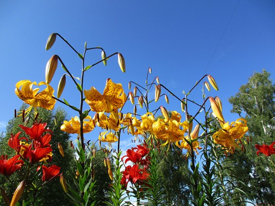 Tigerlilja 
Citronella