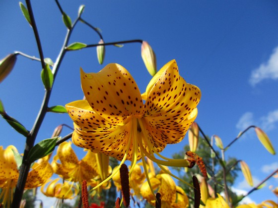 Tigerlilja { Citronella } 