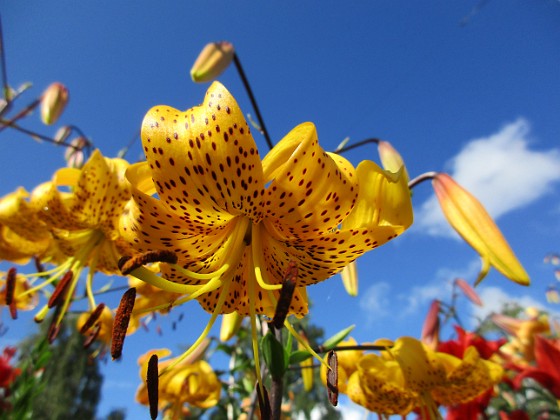 Tigerlilja  
Citronella  
2015-07-28 Tigerlilja_0060  
Granudden  
Färjestaden  
Öland