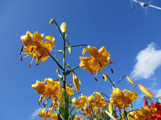 Tigerlilja { Citronella } 