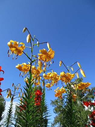 Tigerlilja  
Citronella  
2015-07-28 Tigerlilja_0062  
Granudden  
Färjestaden  
Öland