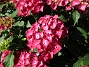 Hortensia