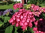  (2015-07-28 Hortensia_0111)