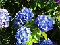  (2015-07-28 Hortensia_0114)