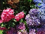  (2015-07-28 Hortensia_0117)