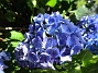  (2015-07-28 Hortensia_0119)