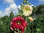 Stockros  
  
2015-07-28 Stockros_0096