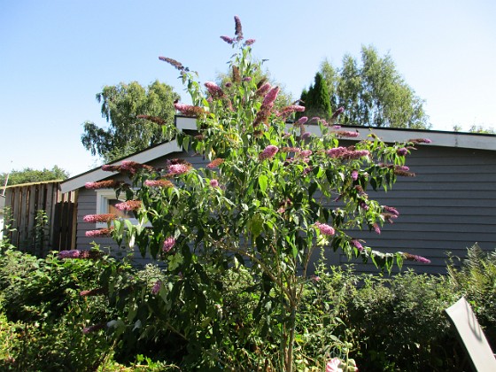 Buddleja