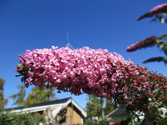 Buddleja 
                               Väldoftande blommor!