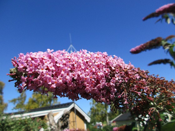 Buddleja 
                               