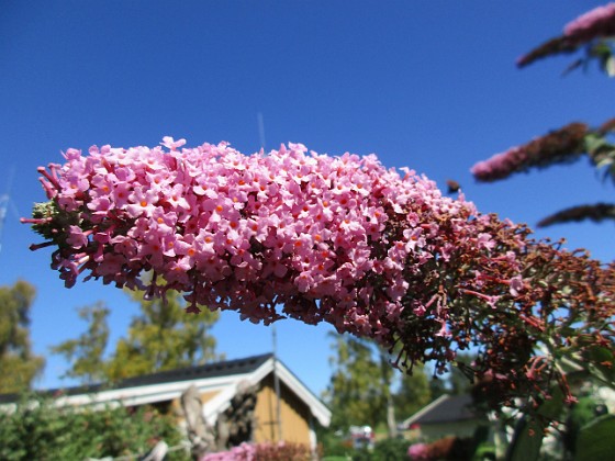 Buddleja 
                               