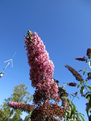 Buddleja