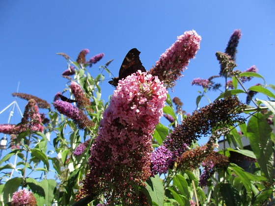 Buddleja  
                               Den kallas även Fjärilsbuske, av en anledning...  
2015-08-09 Buddleja_0043  
Granudden  
Färjestaden  
Öland