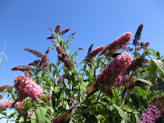 Buddleja 
                               