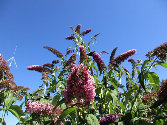 Buddleja 
                               