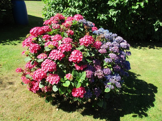 Hortensia  
                                 
2015-08-09 Hortensia_0046  
Granudden  
Färjestaden  
Öland