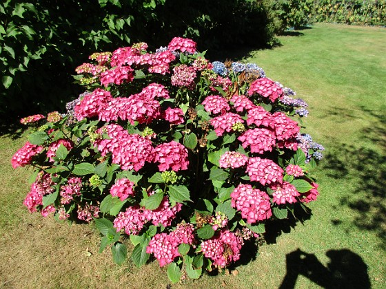 Hortensia  
                                 
2015-08-09 Hortensia_0047  
Granudden  
Färjestaden  
Öland