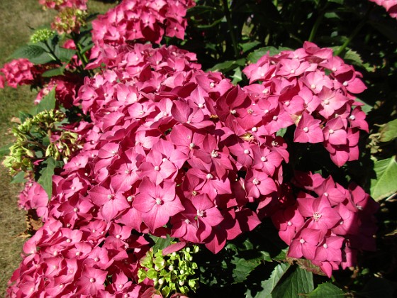 Hortensia  
                                 
2015-08-09 Hortensia_0049  
Granudden  
Färjestaden  
Öland