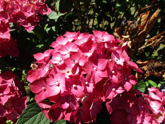 Hortensia