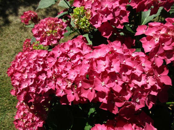 Hortensia  
                                 
2015-08-09 Hortensia_0052  
Granudden  
Färjestaden  
Öland