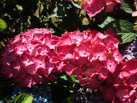 Hortensia 
                               