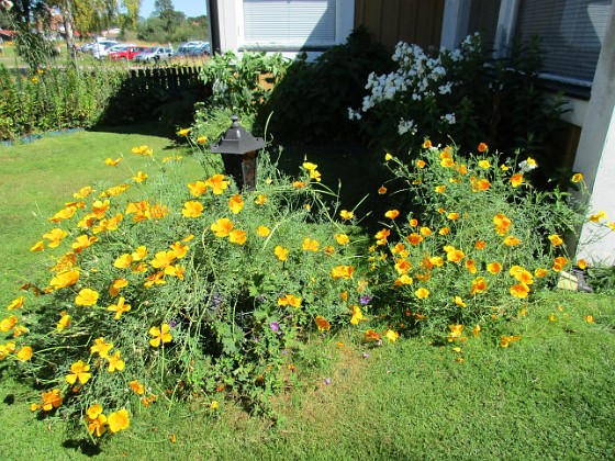 Sömntuta {                                Sömntuta är en ettårig växt men som kommer tillbaka hos mej år efter år och med ännu mera riklig blomning. } 