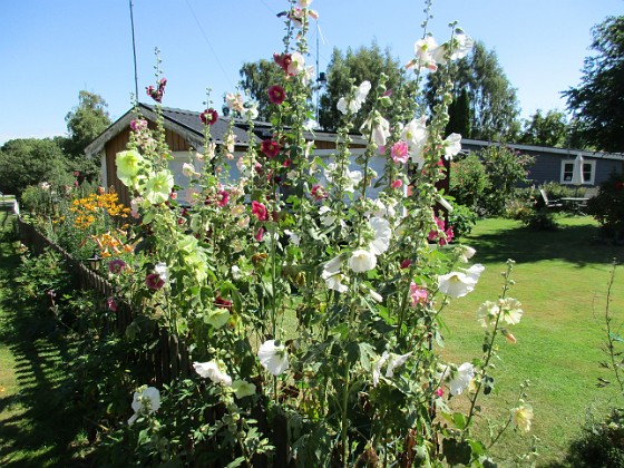 Stockros  
                               Mina Stockrosor är väldigt iögonfallande utifrån sett.  
2015-08-09 Stockros_0003  
Granudden  
Färjestaden  
Öland