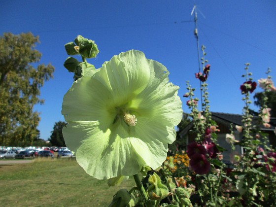 Stockros 
                               Gul Stockros mot blå himmel blir extra vackert.