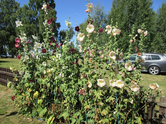 Stockros 
                               Stockrosorna kommer nog att blomma ett tag till.