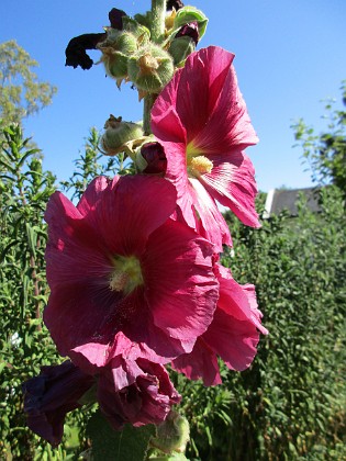 Stockros {  } 