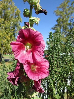 Stockros  
                                 
2015-08-09 Stockros_0024  
Granudden  
Färjestaden  
Öland