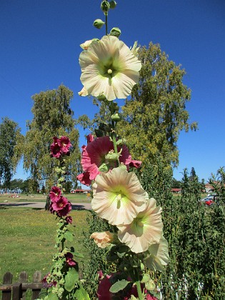 Stockros  
                                 
2015-08-09 Stockros_0035  
Granudden  
Färjestaden  
Öland