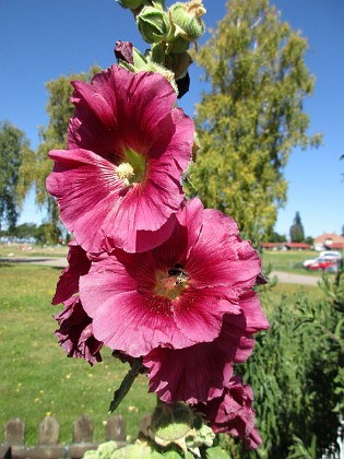 Stockros  
                                 
2015-08-09 Stockros_0036  
Granudden  
Färjestaden  
Öland