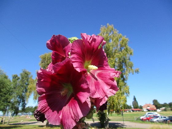 Stockros  
                                 
2015-08-09 Stockros_0037  
Granudden  
Färjestaden  
Öland