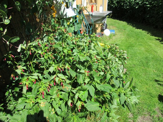 Underblomma  
                               Underblomman slår ut på sena eftermiddagen i vanliga fall. Borde tagit några bilder igår kväll men valde av någon anledning att låta bli.  
2015-08-09 Underblomma_0064  
Granudden  
Färjestaden  
Öland