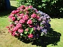 Hortensia  
                                 
2015-08-09 Hortensia_0046