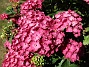 Hortensia