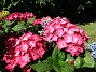 Hortensia